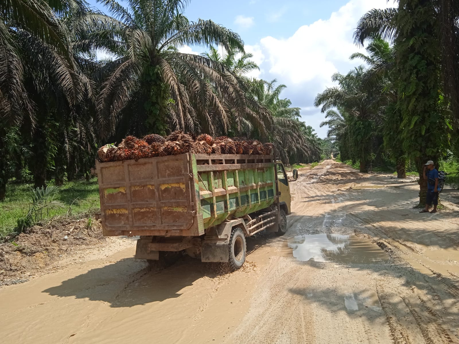 24 Perusahaan Perkebunan di Riau Tak Punya HGU