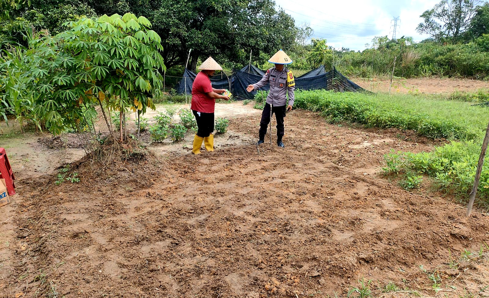 Dukung Ketahanan Pangan, Polsek Payung Sekaki Tanam Jagung di lahan Poktan