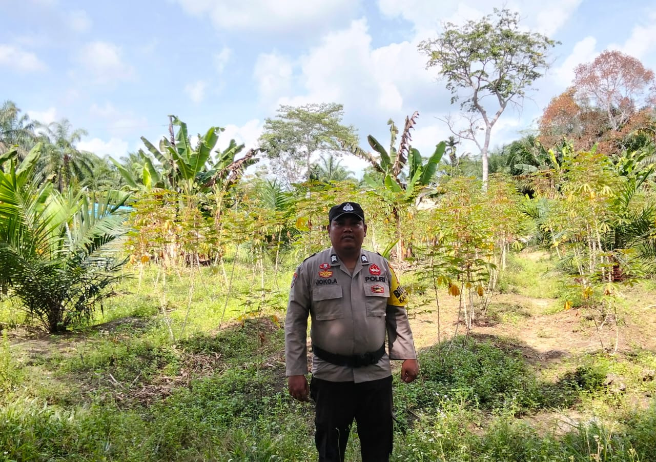 Dukung Ketahanan Pangan, Polsek Pujud Cek Pertumbuhan Singkong di Akar Belingkar