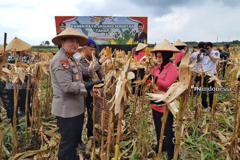 Kapolda Riau Irjen Iqbal Panen Raya Jagung Pipil Tahap Pertama, Hasilkan Lebih dari 156,6 Ton