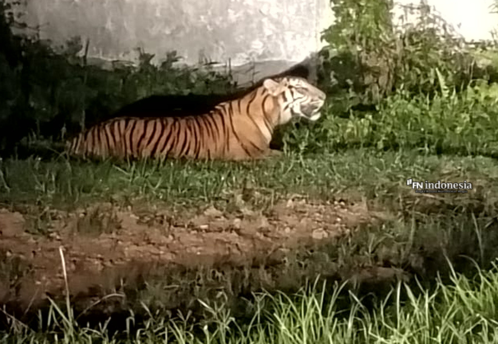 Harimau Sumatera Terekam Berkeliaran di Areal Pabrik PT Wilmar Dumai, Ini Penjelasan BBKSDA Riau