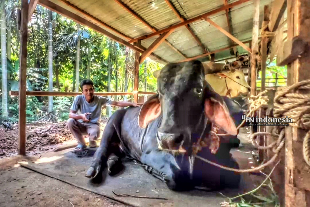 Sapi Bernama Bagong Terpilih Jadi Sapi Kurban Presiden Prabowo Jelang Iduladha 2025