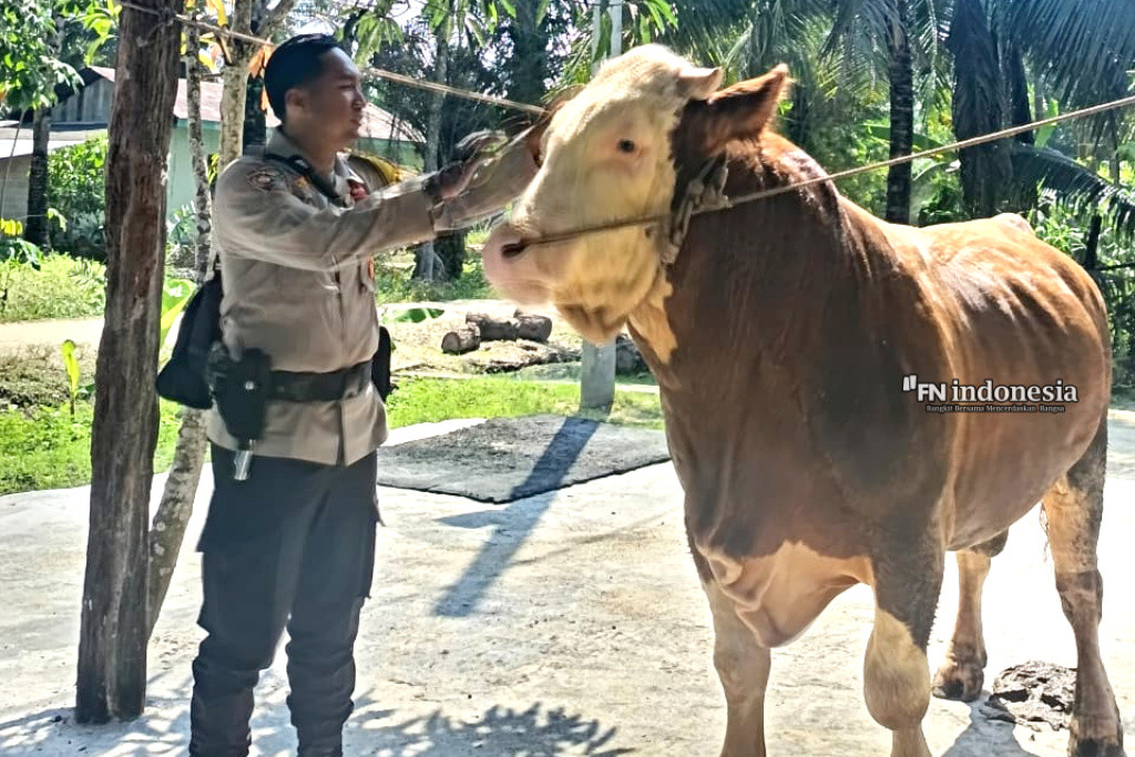Bangga! Sapi Bernama Remon Milik Bhabinkamtibmas Seberida Jadi Kurban Presiden Prabowo