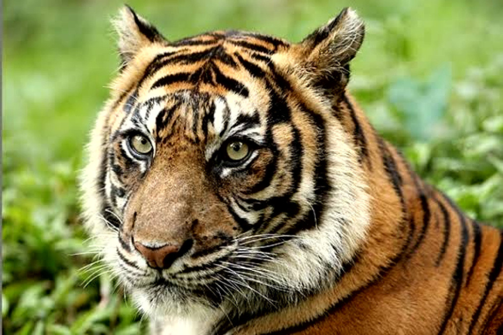 Harimau Sumatera Serang Ternak Warga, BBKSDA Riau Pasang Perangkap di Indragiri Hilir